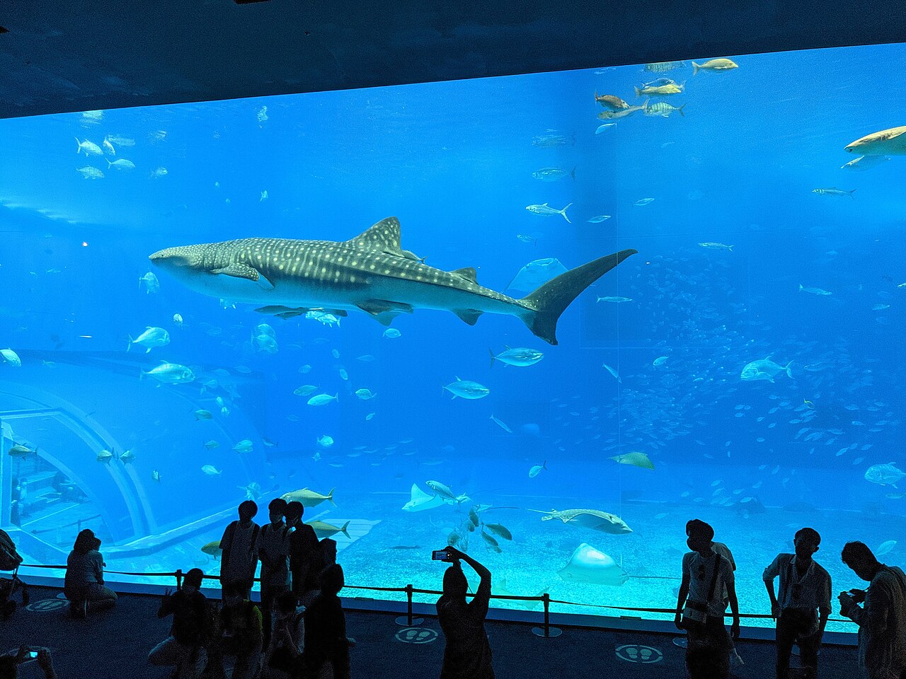 沖縄美ら海水族館