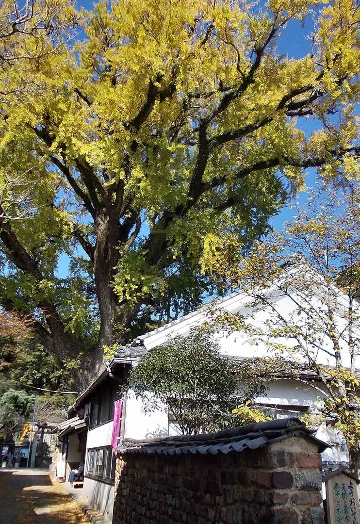 有田のイチョウ