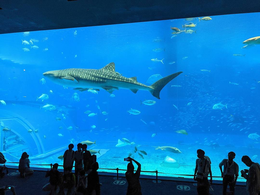 沖縄美ら海水族館