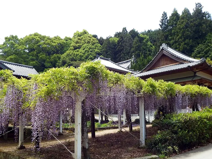 藤井寺