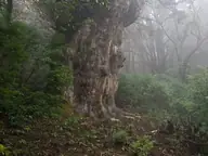 屋久島