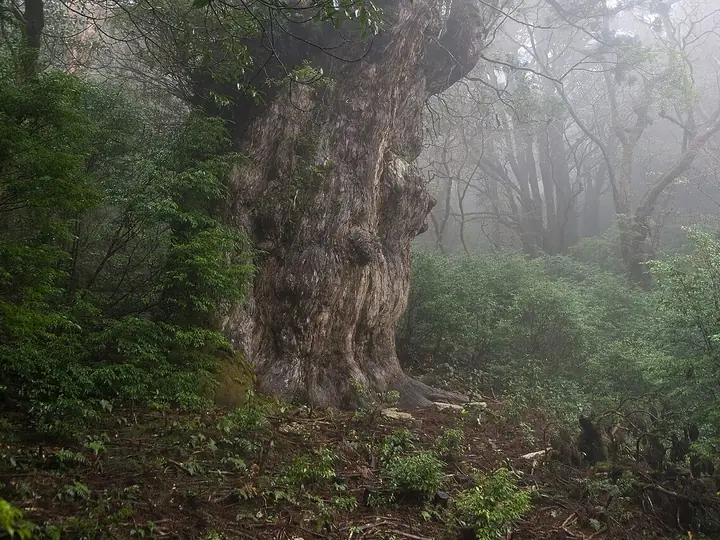 屋久島